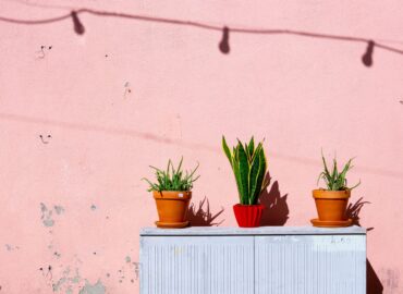 aloe-vera-bright-flora-1549201
