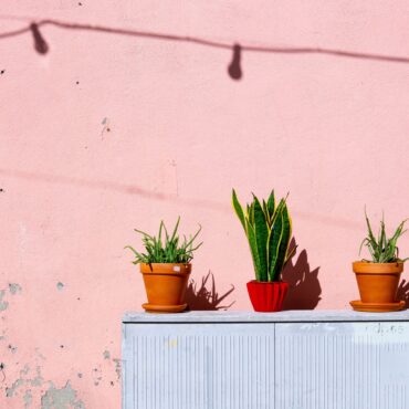 aloe-vera-bright-flora-1549201