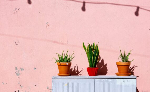 aloe-vera-bright-flora-1549201