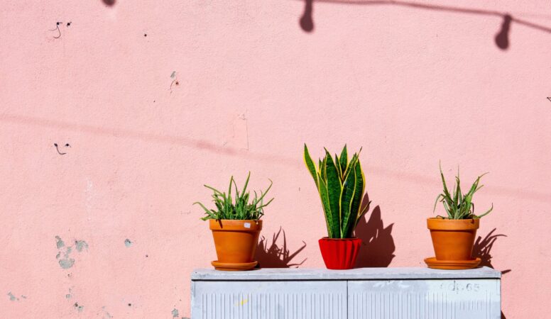 aloe-vera-bright-flora-1549201