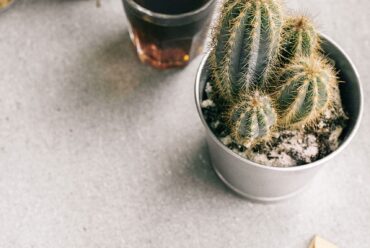 cactus-cactus-plant-coffee-1056720