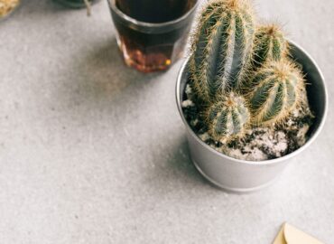 cactus-cactus-plant-coffee-1056720