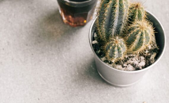 cactus-cactus-plant-coffee-1056720