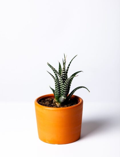 agave-botanical-botany-1533960-min