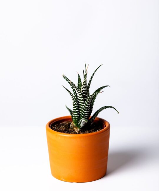 agave-botanical-botany-1533960-min