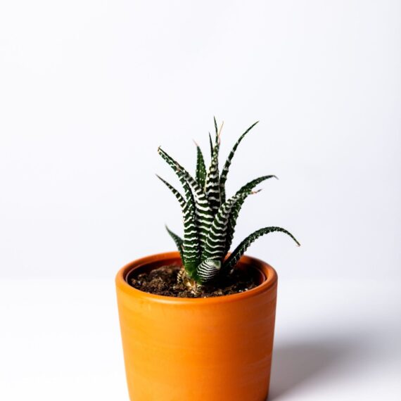 agave-botanical-botany-1533960-min