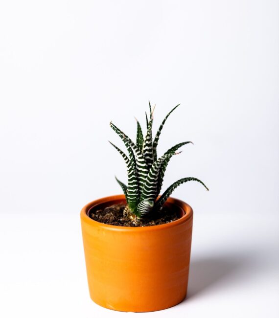 agave-botanical-botany-1533960-min