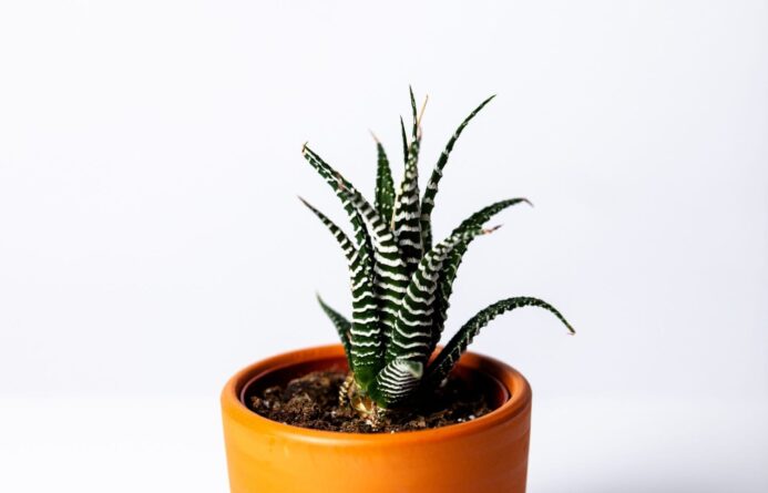agave-botanical-botany-1533960-min