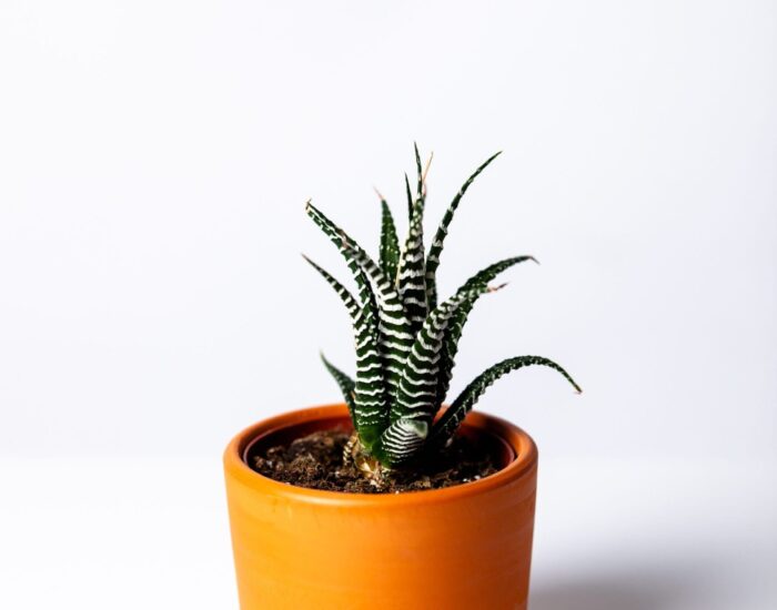agave-botanical-botany-1533960-min