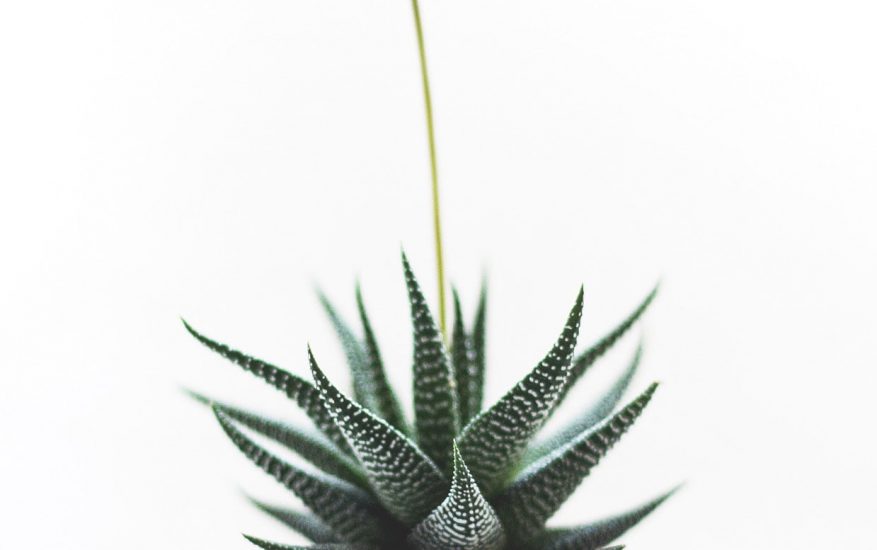 plant-1842299_1920-min