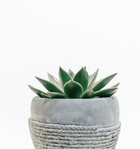 scott-webb-426972-unsplash-mi