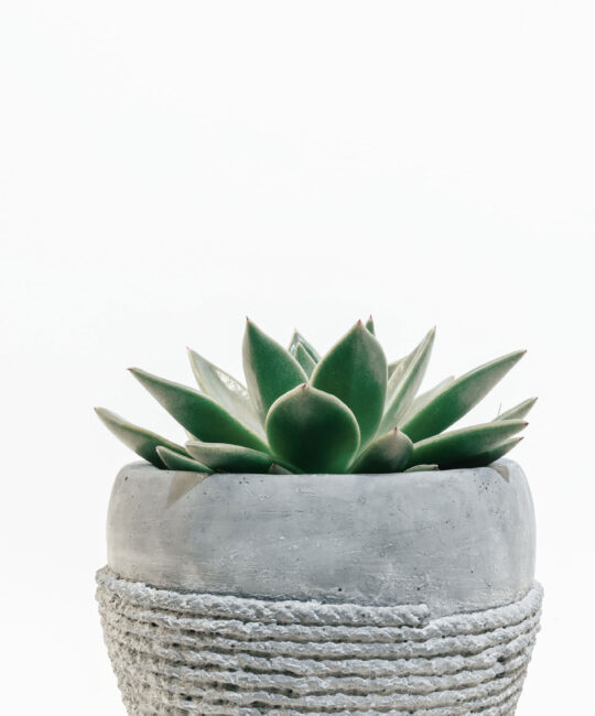 scott-webb-426972-unsplash-mi